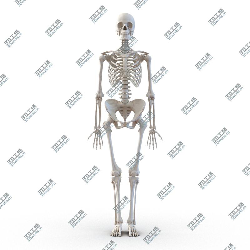 images/goods_img/20210114/Human Female Skeleton/3.jpg